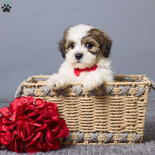 Lukas, Teddy Bear Puppy